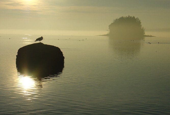 A bird sitting on top of a rock in the middle of water.