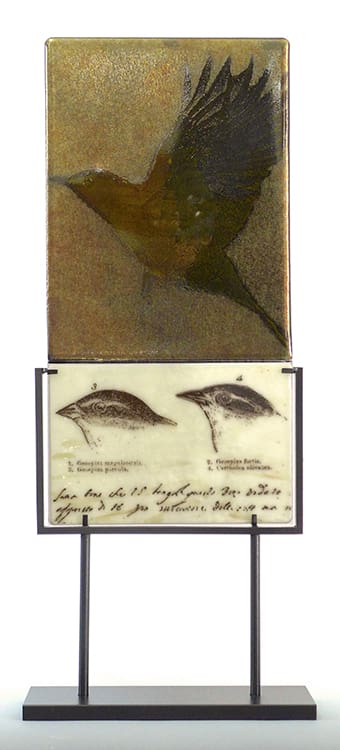 A picture of two birds on display.