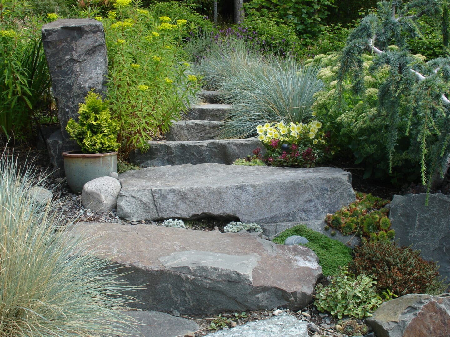 A garden with many plants and rocks