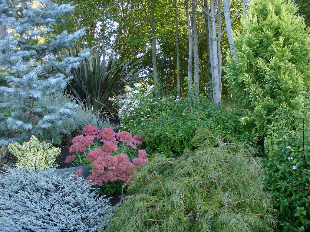 A garden with many different plants and trees.