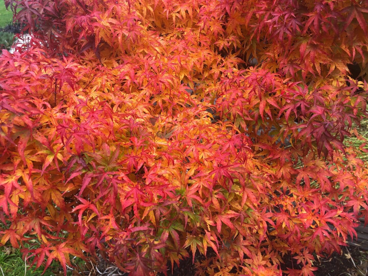 A close up of the leaves on a tree