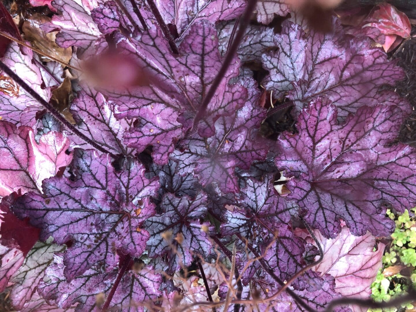 A close up of purple leaves with a bee on it