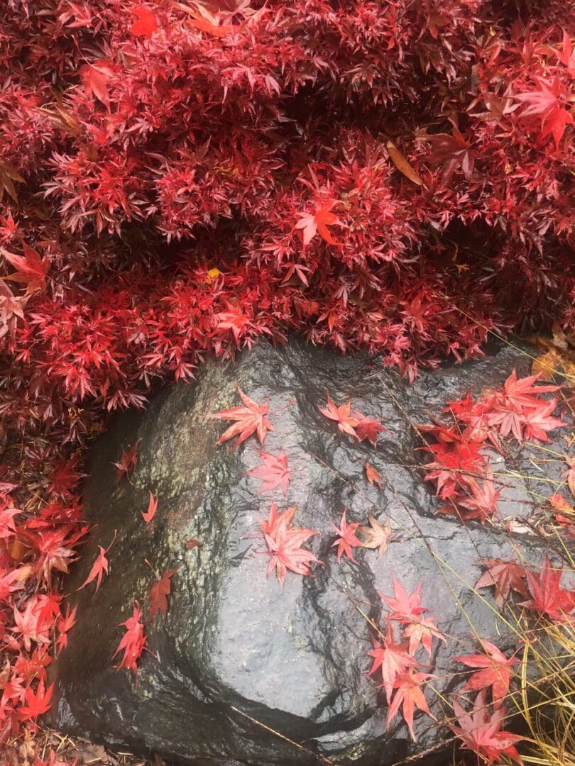 A close up of some red leaves on the ground