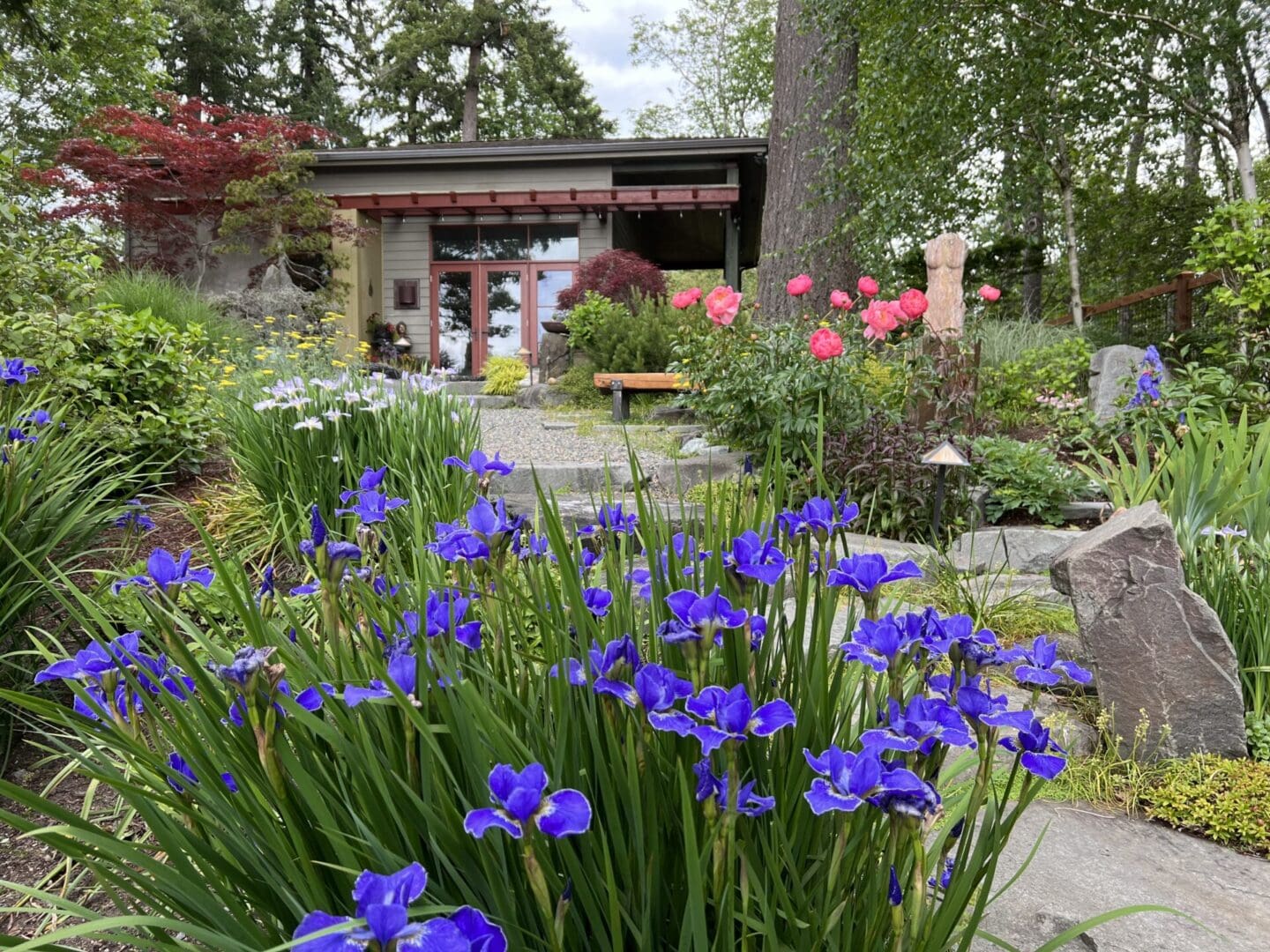 A garden with purple flowers and trees in the background.