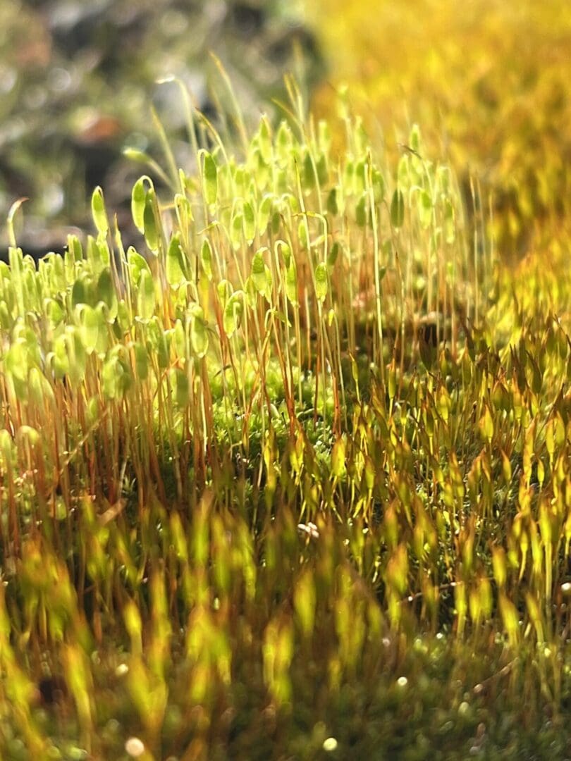 A close up of some grass in the sun