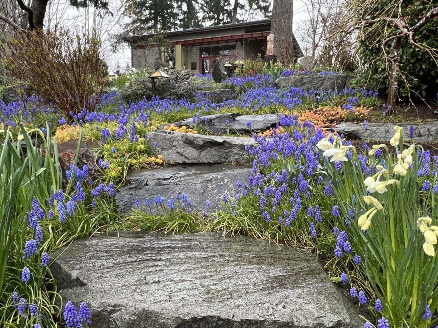 A garden with purple flowers and rocks in the foreground.