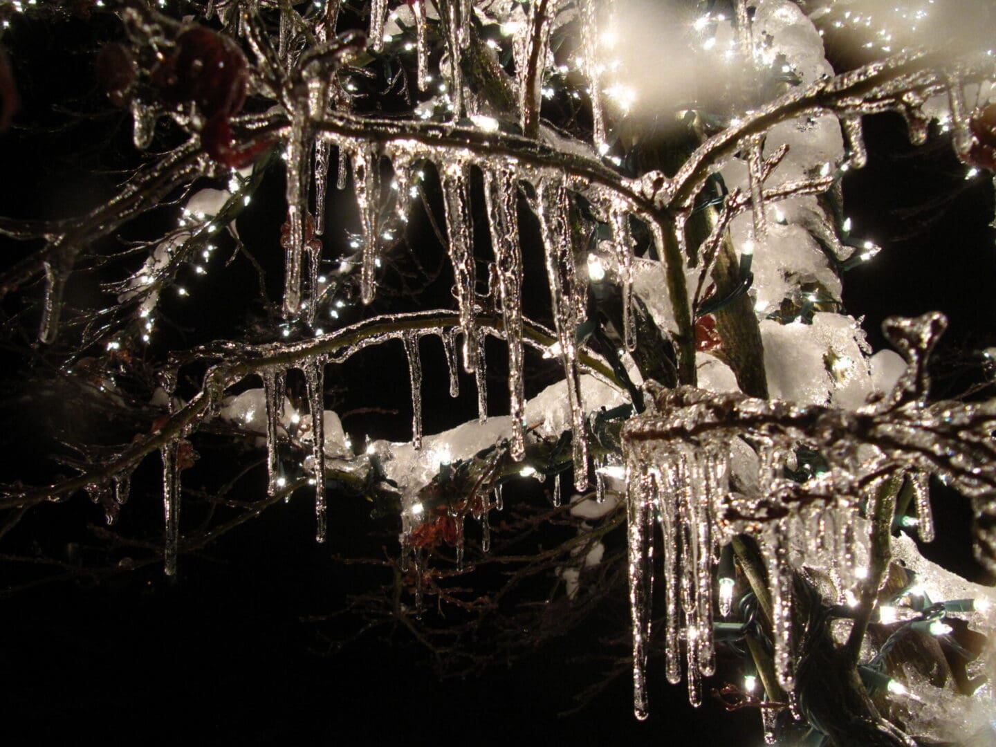 A tree with icicles hanging from it's branches.