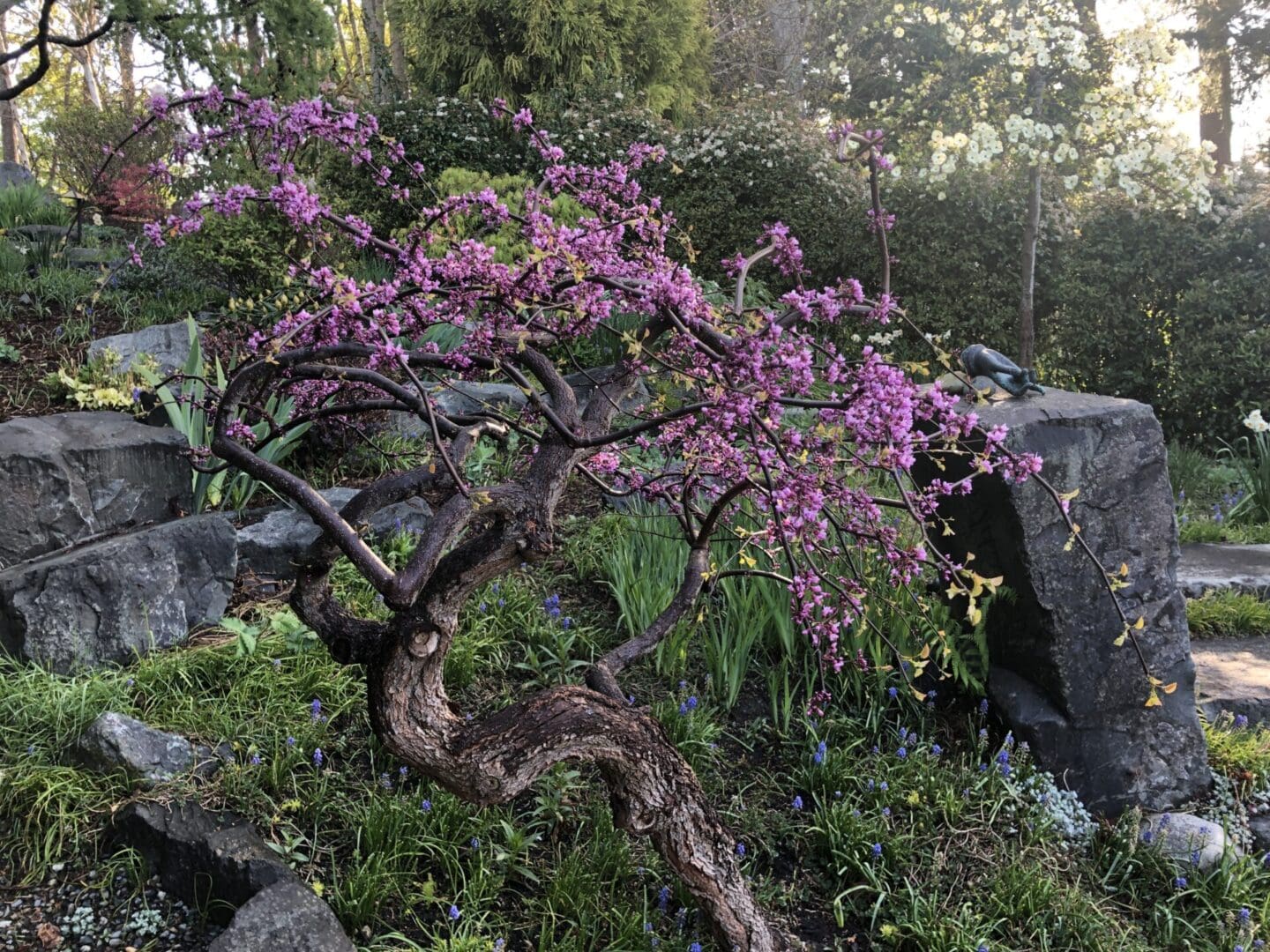 A tree with purple flowers growing on it
