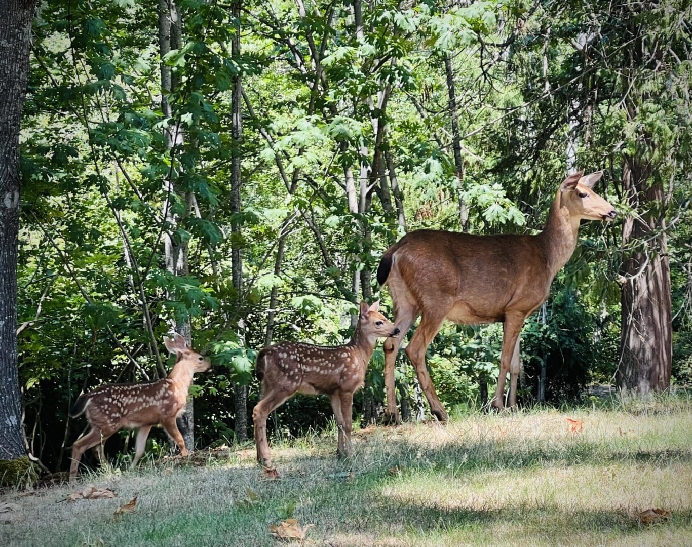 A group of deer standing in the grass near trees.