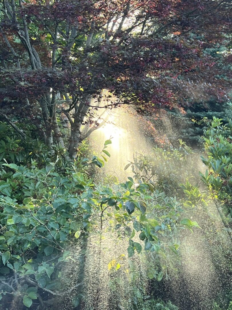 A tree with sunlight coming through it