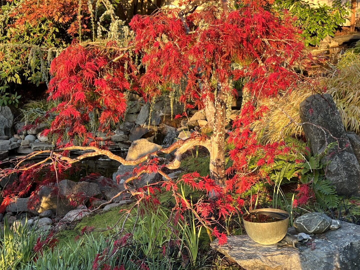 A tree with red leaves in the middle of a garden.