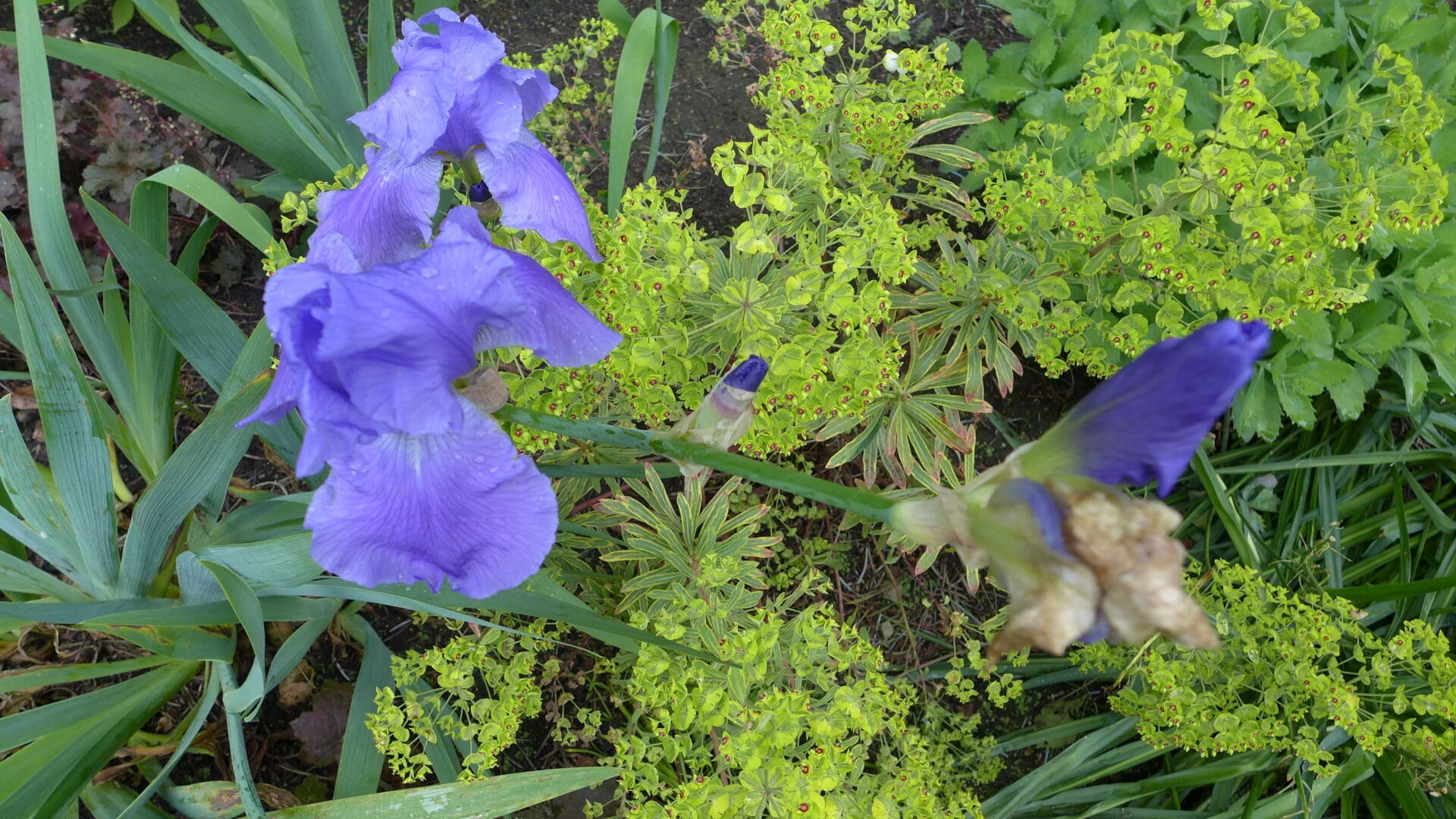 A close up of some purple flowers and green plants