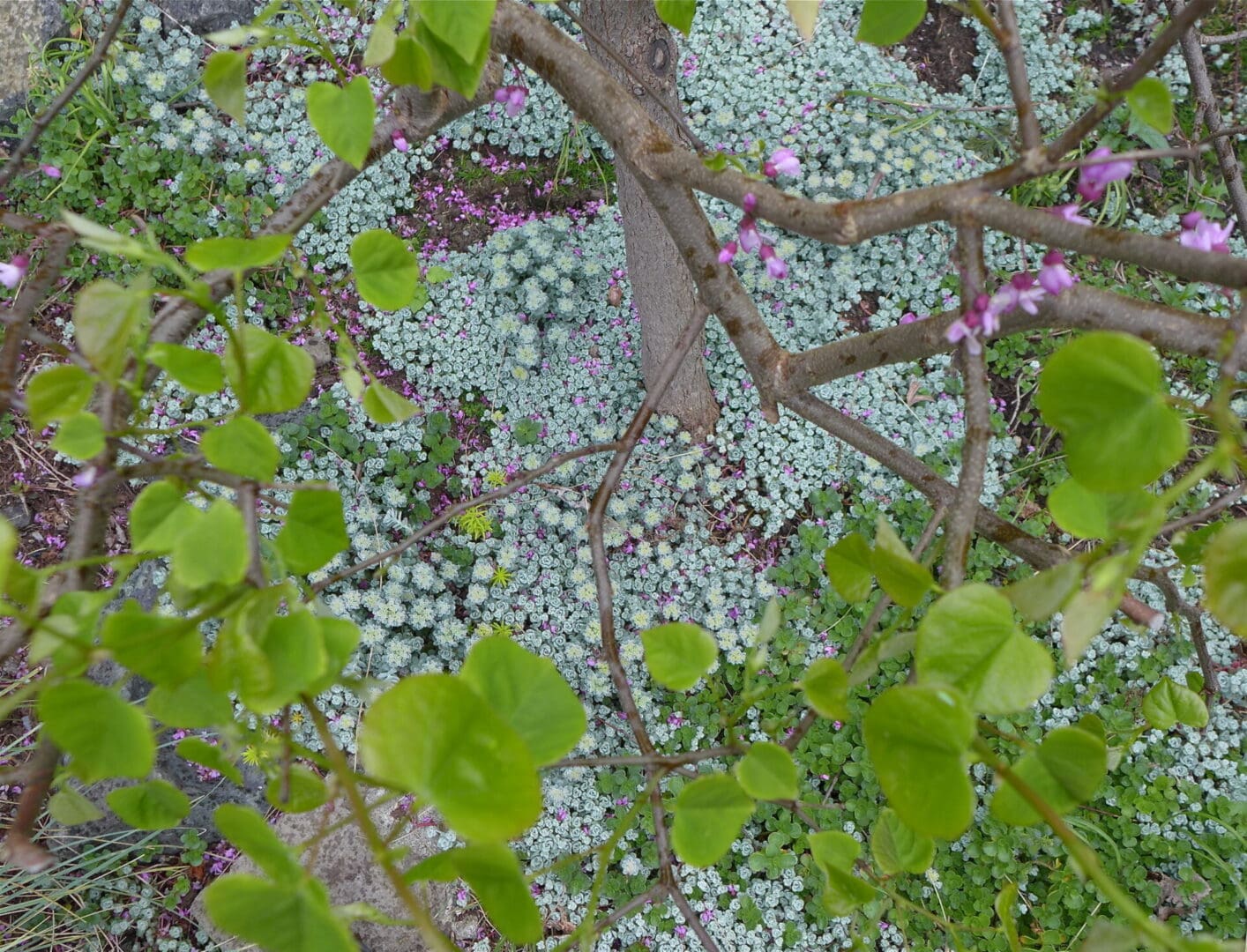 A tree with green leaves and white flowers.
